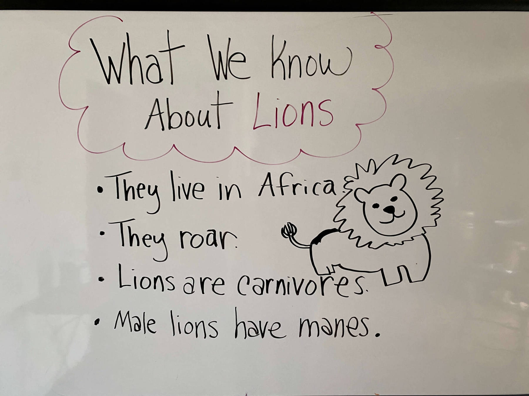 whiteboard kwl on lions