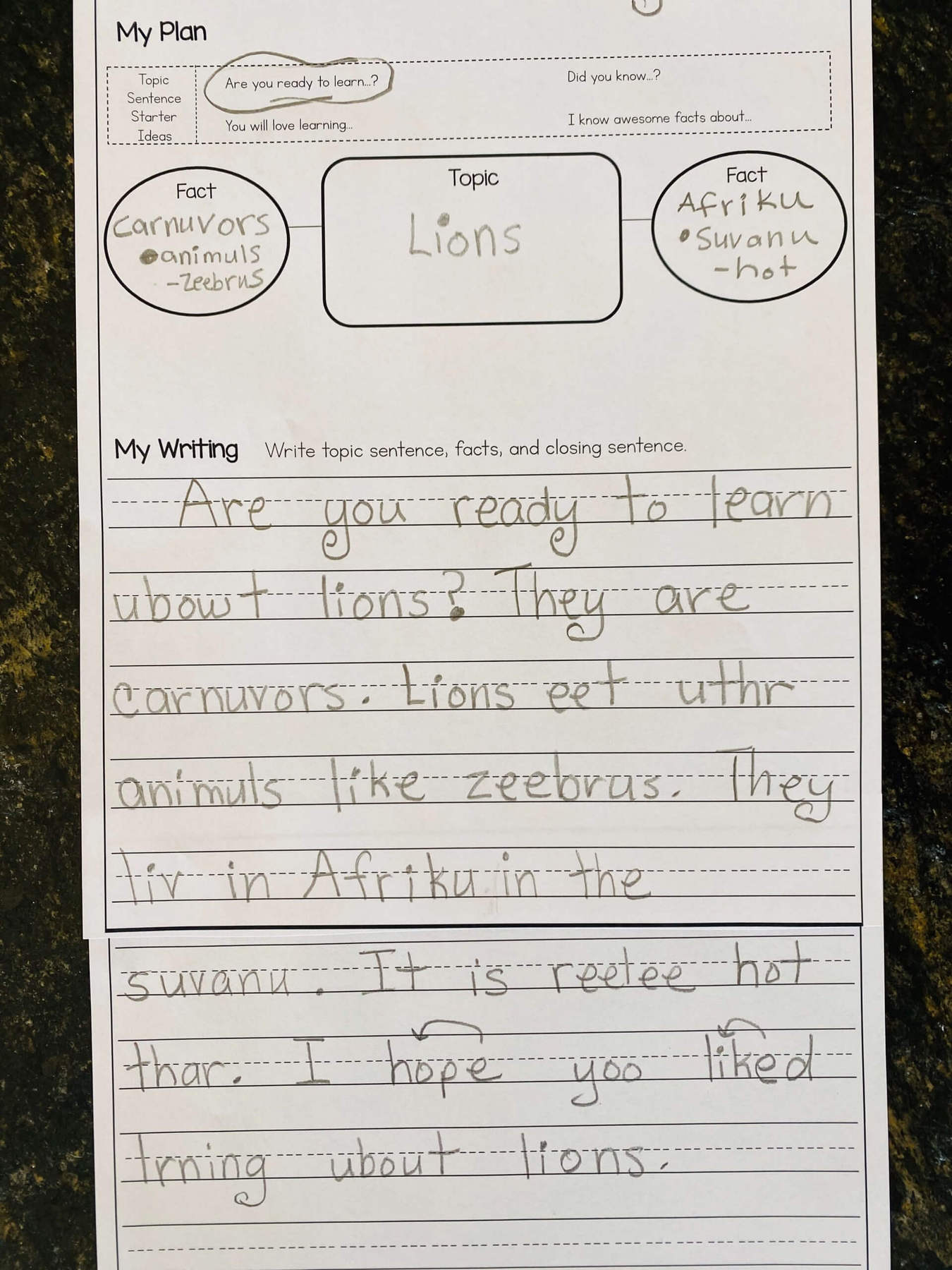 First grade informative writing sample on lions. 